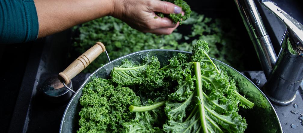 Jarmuż jako źródło antyoksydantów