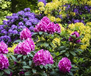 Rododendron stanowisko w ogrodzie