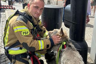 Niezwykła akcja strażaków na Nowym Świecie. Pies hasał po dachu kamienicy