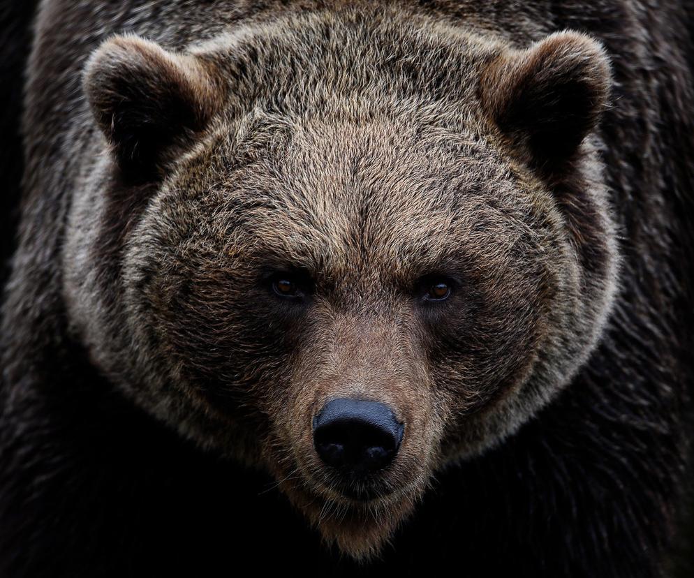 Tatry. Niedźwiedzie obudziły się z zimowego snu. Są głodne, a ten przysmak wyczuwają z dużej odległości