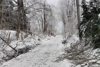 Leśnicy ostrzegają - uwaga na okiść! Nie wchodźcie do lasów, łamią się drzewa i gałęzie [GALERIA]