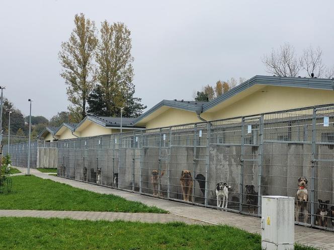 Podsumowanie działalności Centrum Opieki nad Zwierzętami w Grudziądzu