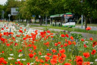 Łąki kwietne w Białymstoku 2025