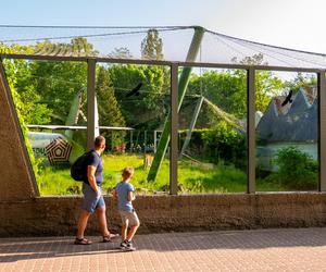 Orientarium ZOO Łódź. Kiedy są kąpiele słoni? Ile kosztują bilety w 2023?