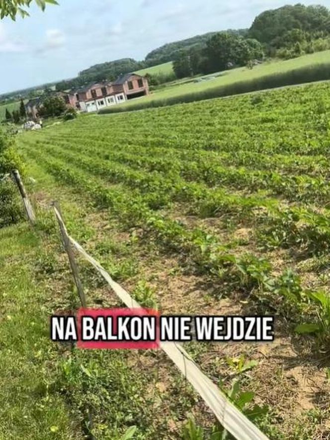 Truskawki u Musialika w Piekarach Śląskich