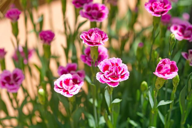 Goździk ogrodowy (Dianthus caryophyllus)