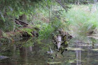 Ukryte leśne jeziorko powstało prawie 1000 lat temu. To miejsce wyjątkowe w Beskidach