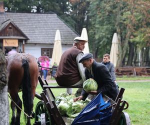 Tak ongiś siekano kapustę w woj. lubelskim. „Obieraczki kapuściane” w Muzeum Wsi Lubelskiej