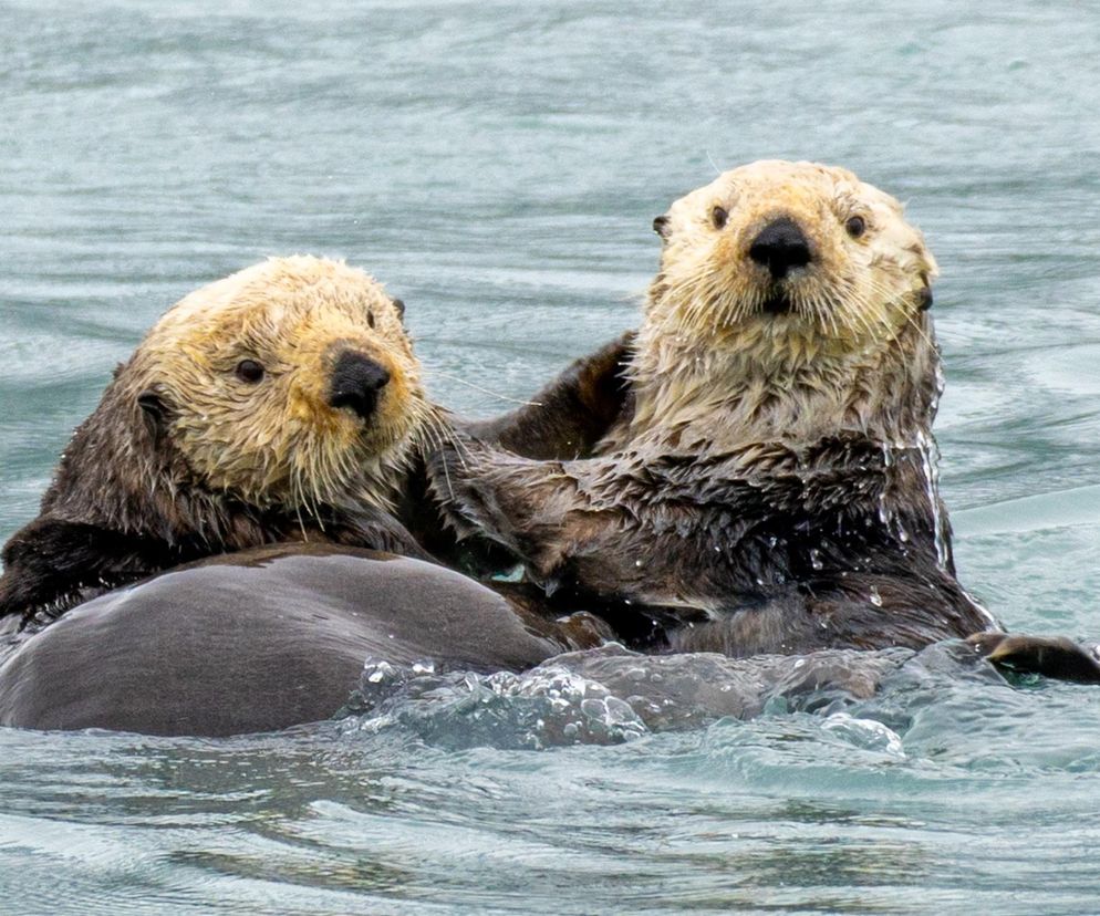 Wydry surferzy atakują Amerykę! Dziki problem w Kalifornii