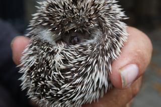 Jesień i zima to trudny czas dla jeży, bo jest ciepło i nie wszystkie zapadają w zimowy sen. Jak im pomagać? [GALERIA]