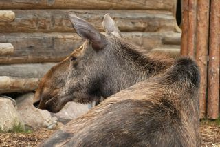Sztokholm - atrakcje w stolicy Szwecji