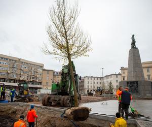 Plac Wolności coraz bardziej zielony