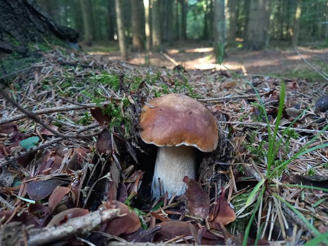 Rosną jak grzyby po deszczu! Grzybiarze szykują się na żniwa