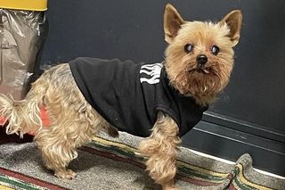 Zaginiony psiak wrócił do właścicielki. Zadziałał łańcuch dobrych serc!