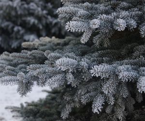Jakie drzewko na Boże Narodzenie? Lasy Państwowe w Toruniu doradzają