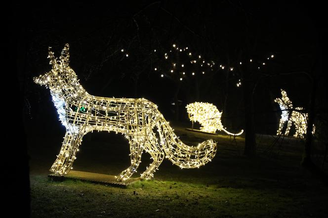 „Historia światła” po raz ostatni. Park iluminacji w Lublinie kończy sezon