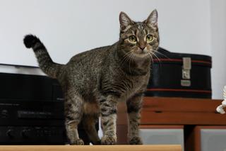 Superia i Expreś szukają domu