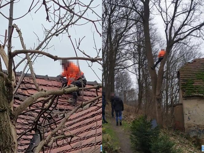 Wszedł na dach i drzewo, co za akrobacje!