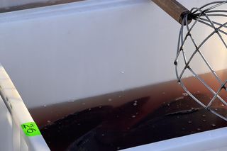 Sprzedaż żywych karpi na targu we Wrocławiu. Co z zakazem handlu żywymi rybami?