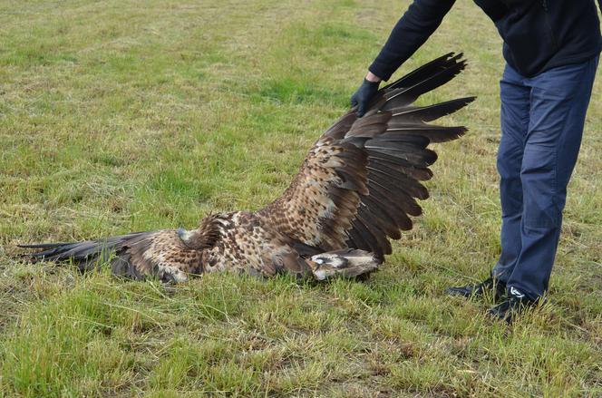 Ktoś ROZRZUCIŁ mięso, aby OTRUĆ ptaki?! Pole ŚMIERCI koło Krotoszyna