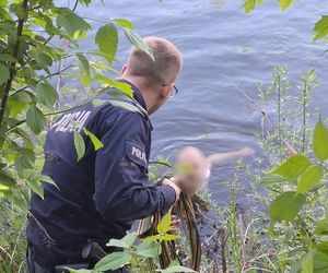 Wybiegł z domu na golasa i straszył turystów. Bezwstydnik z Augustowa omal się nie utopił