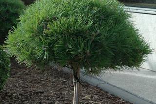 Sosna czarna 'Pierrick Brégeon' - Pinus nigra  'Pierrick Brégeon'