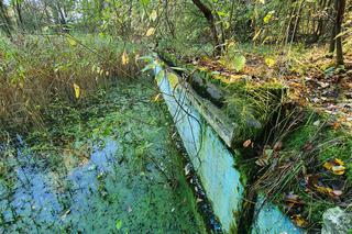 Opuszczony basen LIGA w Chorzowie. Perełka PRL-u jest dzisiaj ruiną [ZDJĘCIA, WIDEO]