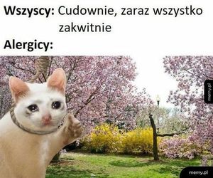 Wiosna 2025: Memy opanowały internet! Zobacz najzabawniejsze memy na powitanie wiosny [21.03.2025]