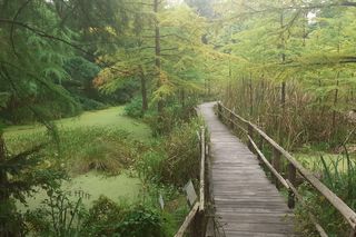 Najpiękniejsze arboreta w Polsce. Wyjątkowe ogrody dendrologiczne dla miłośników natury i relaksu