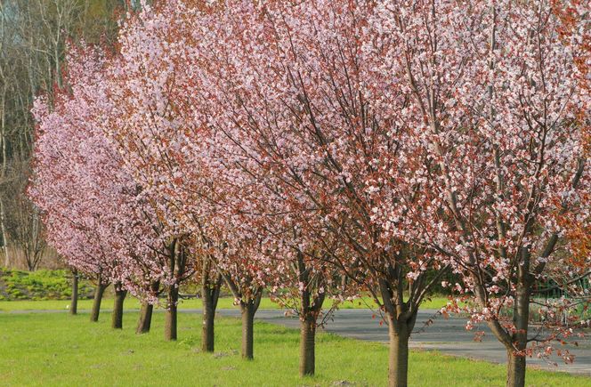 Festiwal Hanami w Powsinie. Celebruj wiosnę w japońskim stylu 