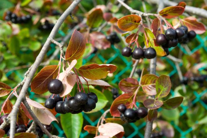 Aronia wielkoowocowa