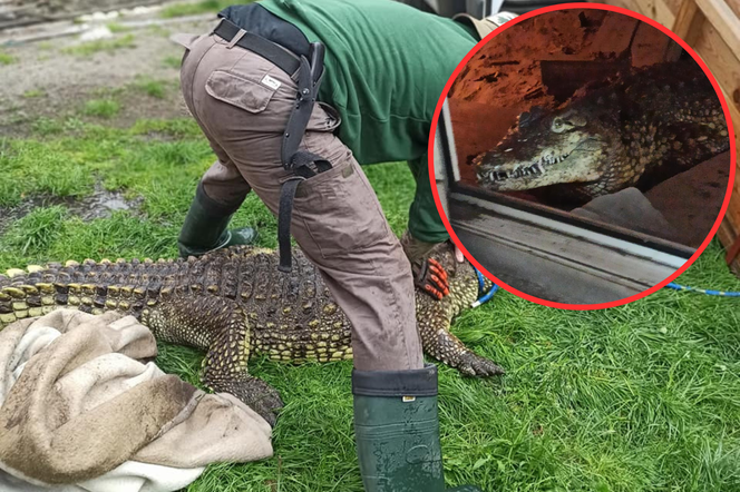 Krokodyl nilowy w poznańskim zoo