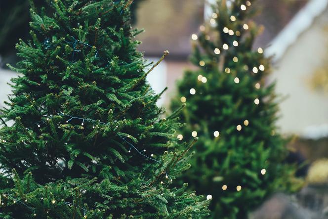 Gdzie kupić choinkę w Bełchatowie? Ile kosztuje świąteczne drzewko?
