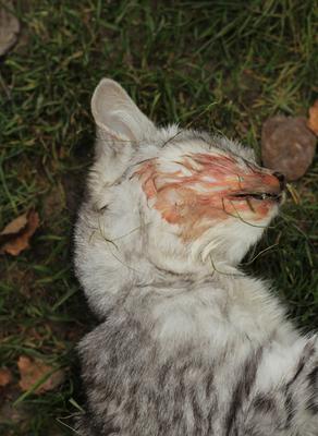 1000 zł za głowę kociego mordercy