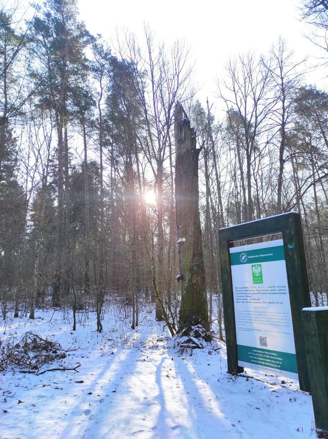 Rezerwat przyrody "Zapadnie Doły"