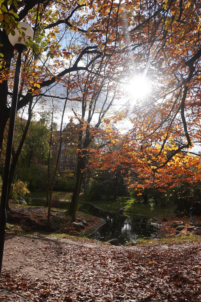 Park Wilsona jesienią
