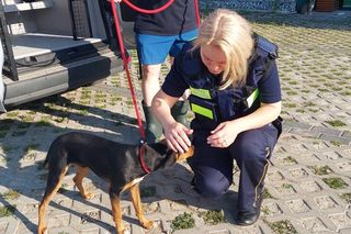 Strażnicy miejscy ruszyli na pomoc szczeniakowi