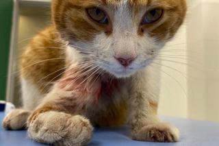 Tragedia kota Jerrego