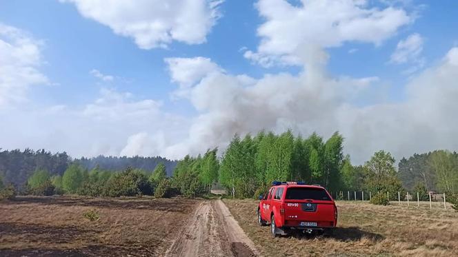 Ogromny pożar pod Grójcem! Spłonęło 80 hektarów lasu