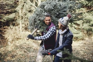 Planujesz zakup żywej choinki? Lasy Państwowe ostrzegają. Mogą się w niej czaić niebezpieczni goście