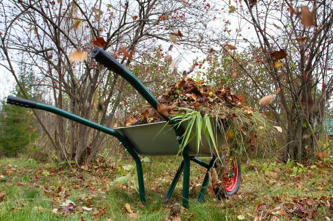 Listopad w ogrodzie