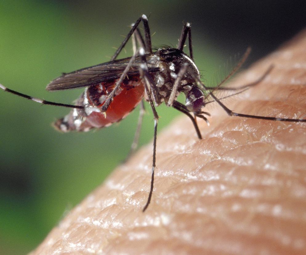 Plaga komarów we Wrocławiu
