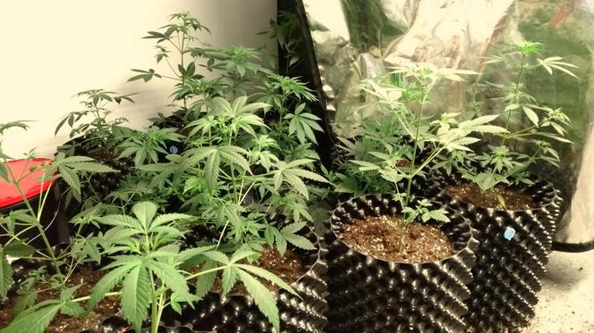 Bydgoszczanin zatrzymany za posiadanie narkotyków. W jego mieszkaniu znaleziono ponad kilogram marihuany! [ZDJĘCIA]