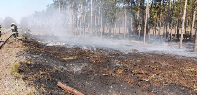 Pożar lasu pod Bydgoszczą! Z ogniem wlaczyło 6 zastępów straży pożarnej [ZDJĘCIA]