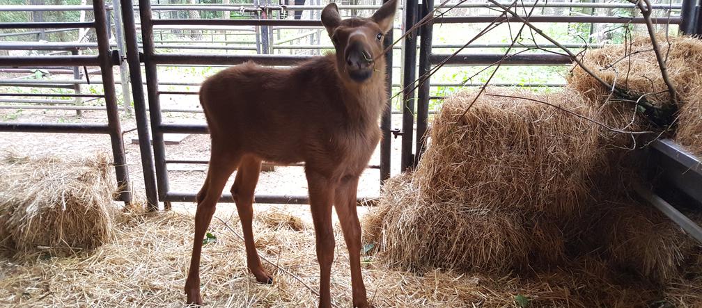 Mała samiczka łosia zgubiła mamę. Schronienie znalazła w bydgoski zoo [ZDJĘCIA, WIDEO]