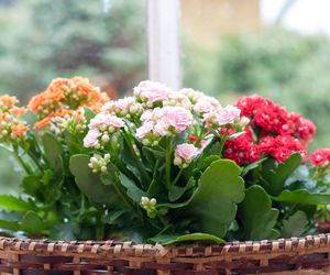 Kalanchoe Blossfelda