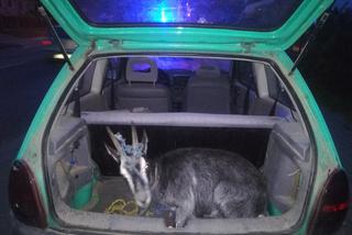 Nietypowy pasażer na gapę. W bagażniku wiózł kozę 