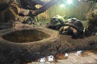 Żółwie jaja we Wrocławskim ZOO