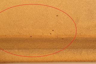 Atak azjatyckich biedronek w Krakowie