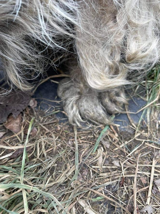 Kolejna interwencja Pet Patrolu. "Tak zaniedbanego psa dawno nie widzieliśmy"